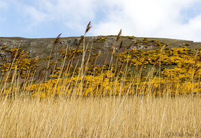 Grass and Gorse