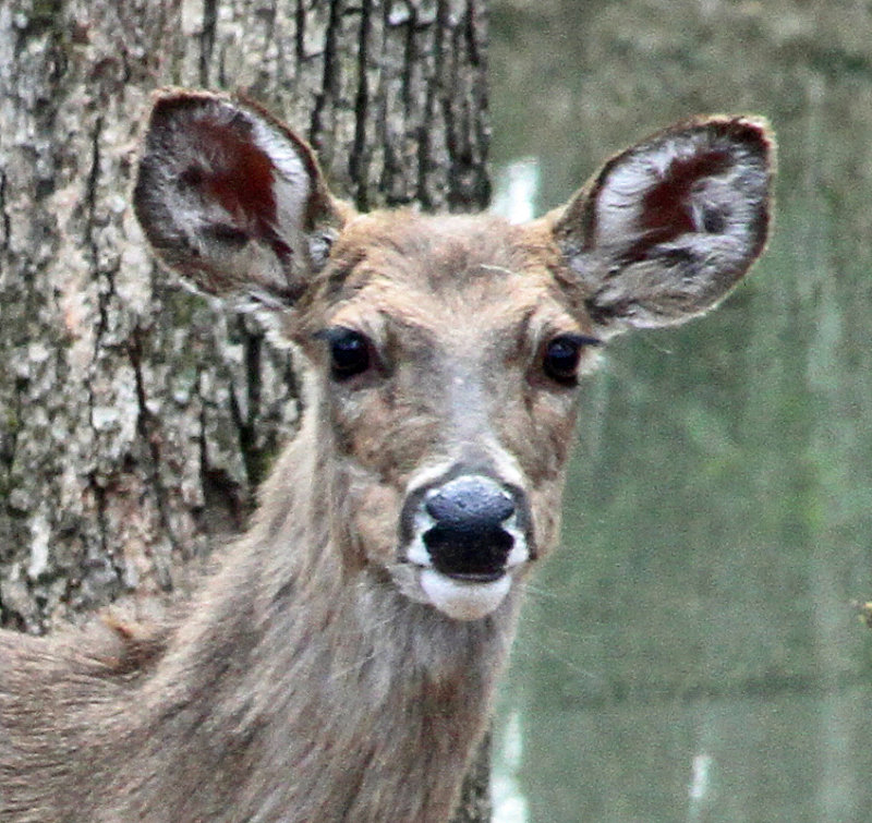 White-Tail Deer