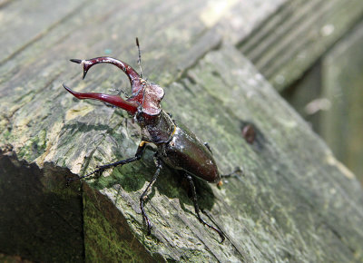 GiantStagBeetle_0033_edited-1.jpg