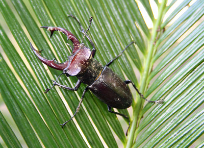 GiantStagBeetle_0040.jpg