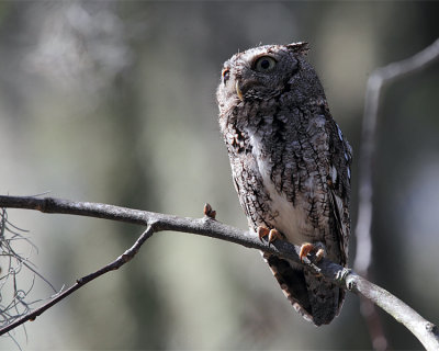 Screech Owl on a Branch.jpg