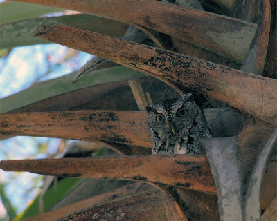 Screech Owl in the Palm Tree.jpg
