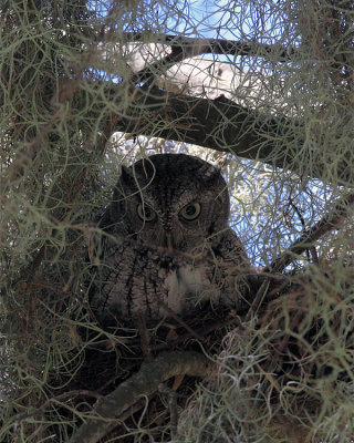 Screech Owl in the Moss.jpg