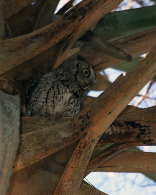 Screech Owl Nestled in the Palm.jpg
