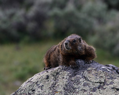 Marmot on a Rock.jpg