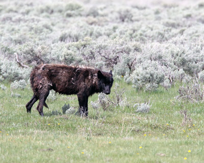 Mollie Wolf in the Lamar Valley.jpg