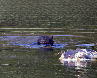 Black Bear Swimming in Floating Island Lake.jpg