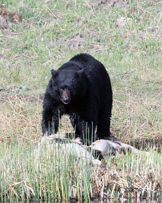 Black Bear on the Carcass.jpg