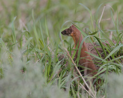 Weasel in the Grass.jpg