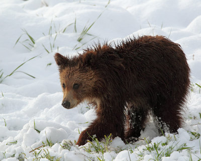 Cub Walking in the Snow.jpg