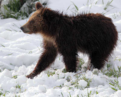 Grizzly Cub Walking in the Snow.jpg