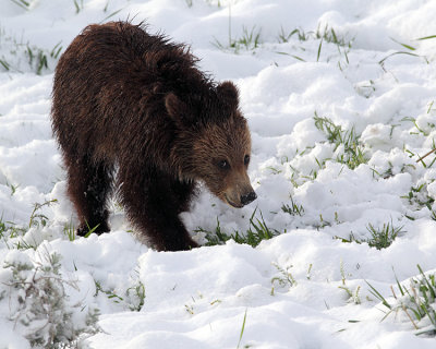 Yearling Cub in the Snow.jpg