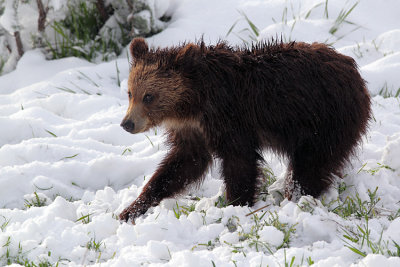 Grizzly Cub Walking in the Snow in Little America.jpg