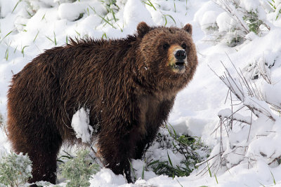 Grizzly Sow in the Snow.jpg