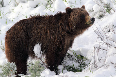 Grizzly Sow in the Snow in Little America.jpg