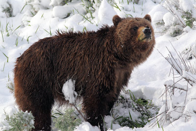 Grizzly in the Snow.jpg