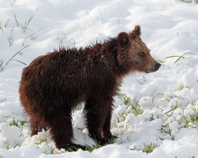 Grizzly Cub in the Fresh Snow.jpg