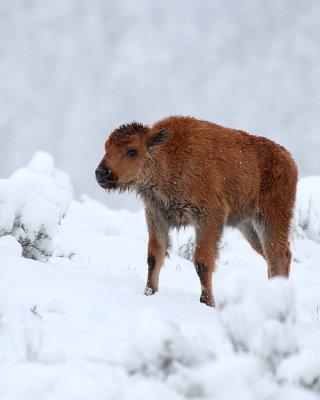 Bison Calf in the Snow.jpg