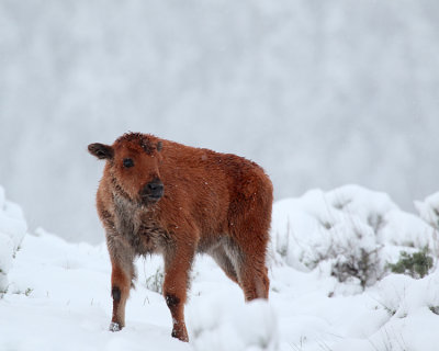 Bison Calf in the Storm.jpg