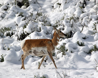 Pronghorn in the Snow.jpg