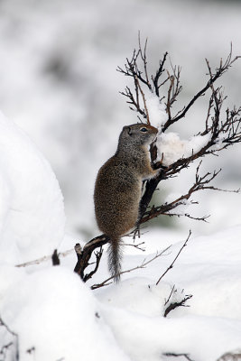 Ground Squirrel in the Snow.jpg