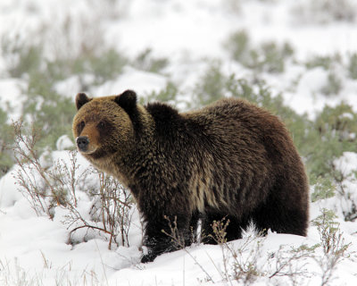 Grizzly Boar at Swan Lake Flats.jpg