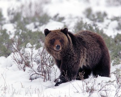 Grizzly in Swan Lake Flats.jpg