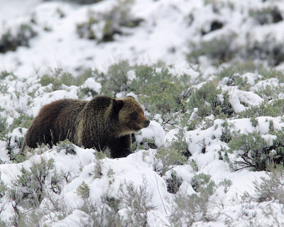 Grizzly Boar in the Snow.jpg