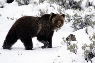 Grizzly Boar Walking in the Snow.jpg