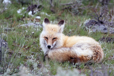 Resting Fox Face.jpg