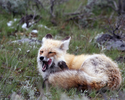Drowsy Fox.jpg
