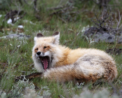 Yawning Fox.jpg