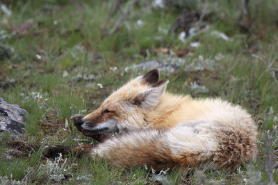 Fox Cleaning Itself.jpg