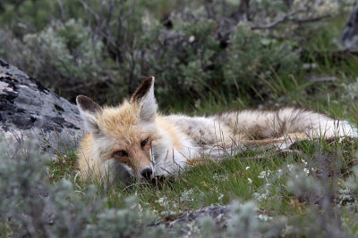 Resting Fox.jpg