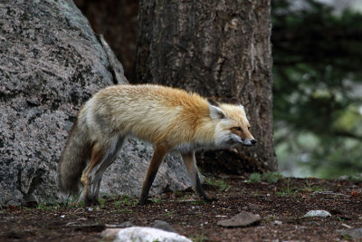 Red Fox by the Rock.jpg