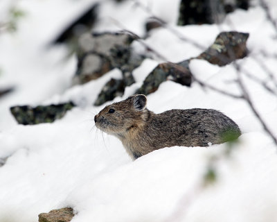 Pika at Hellroaring in the Snow.jpg