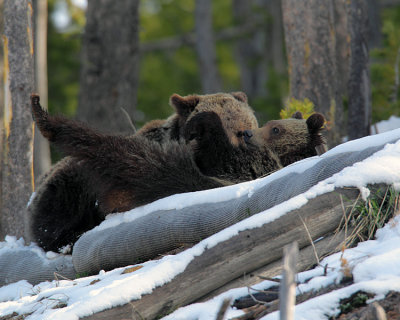 Obsidian Yearling Cub Stretching.jpg