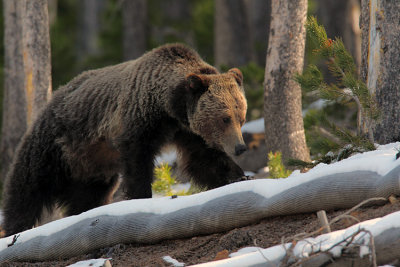 Obsidian Grizzly Sow.jpg