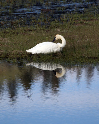 Swan Reflection.jpg