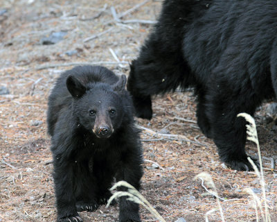 Black Bear Cub.jpg