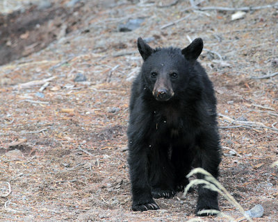 Black Bear Cub at Rainy Lake.jpg