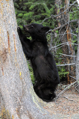 Black Bear Cub Climbing a Tree.jpg