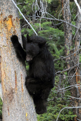 Black Bear Cub at Rainy Lake Climbing a Tree.jpg