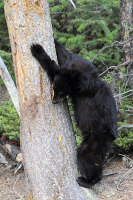 Cub on the Tree.jpg