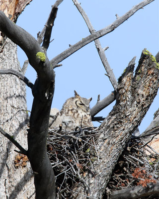 Great Horned Owl with Chick.jpg