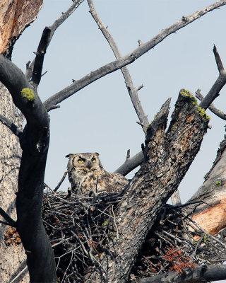 Great Horned Owl on the Nest.jpg