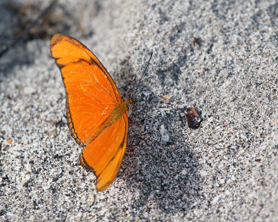 Butterfly on the Sand.jpg