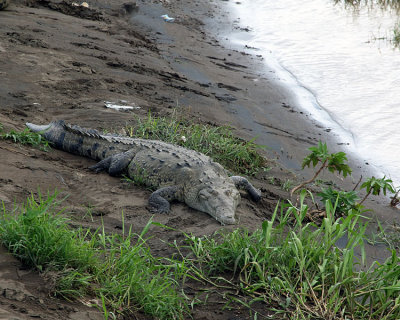 Croc on the River Bank.jpg