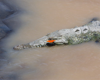Croc with a Butterfly.jpg