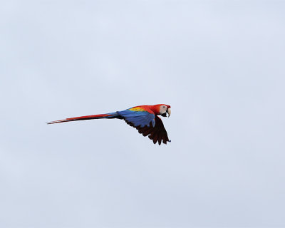 Flying Macaw.jpg